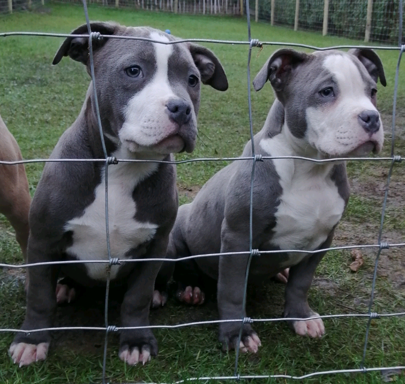 gumtree american bully